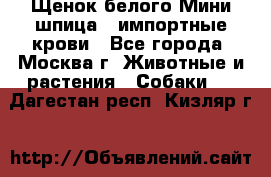Щенок белого Мини шпица , импортные крови - Все города, Москва г. Животные и растения » Собаки   . Дагестан респ.,Кизляр г.